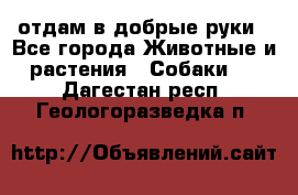 отдам в добрые руки - Все города Животные и растения » Собаки   . Дагестан респ.,Геологоразведка п.